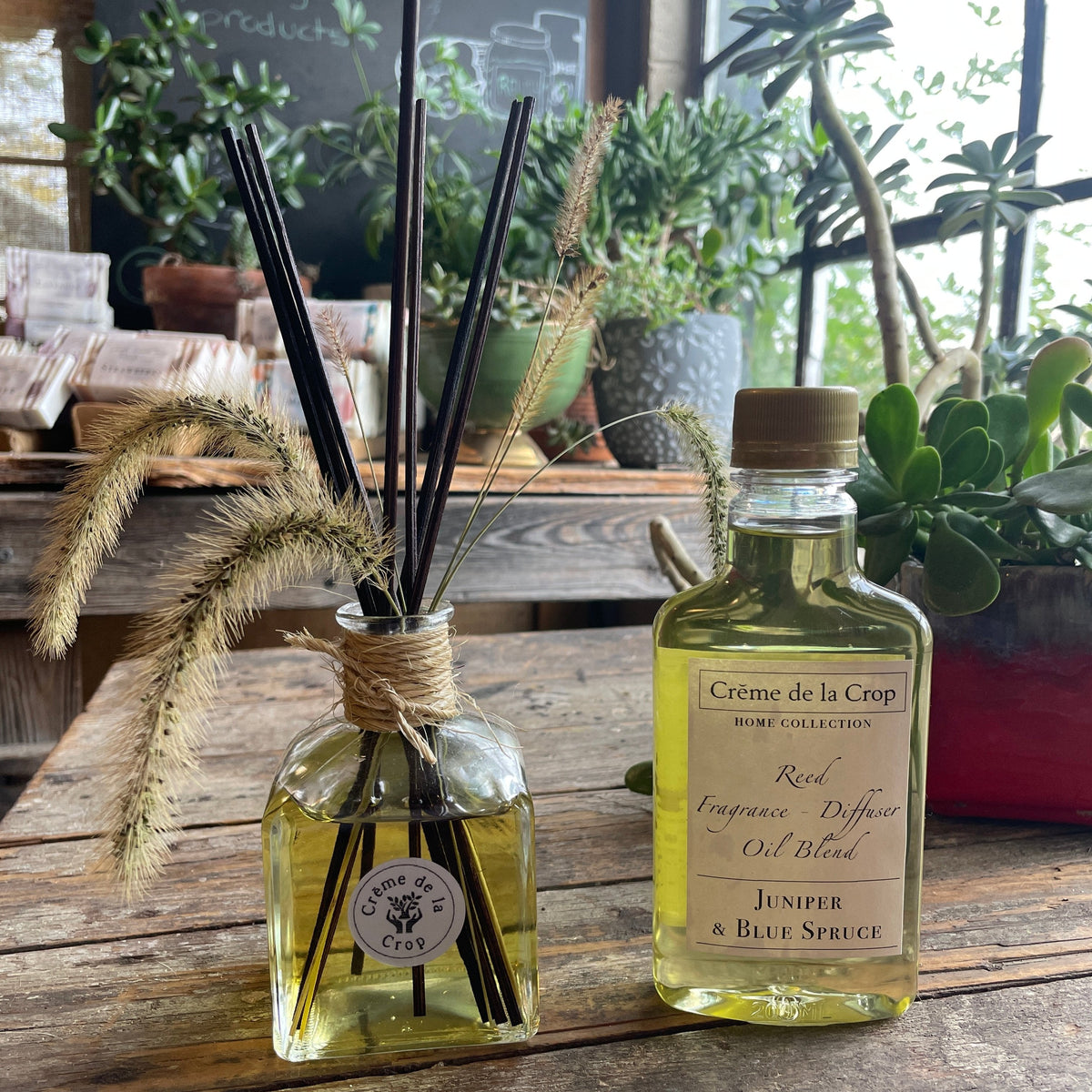 Reed Fragrance – Diffuser, Starter Kit – Juniper & Blue Spruce